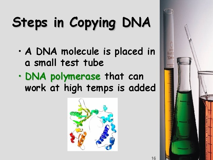 Steps in Copying DNA • A DNA molecule is placed in a small test