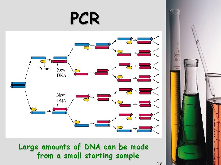 PCR Large amounts of DNA can be made from a small starting sample 19