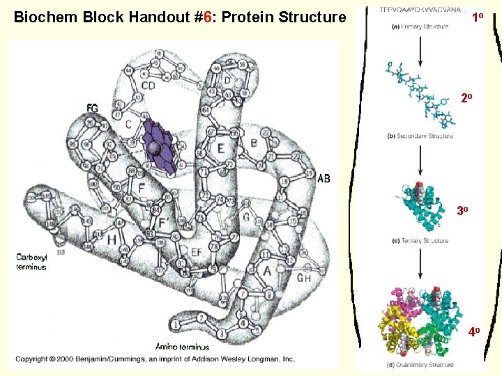 Biochem Block Handout #6: Protein Structure 1 o 2 o 3 o 4 o