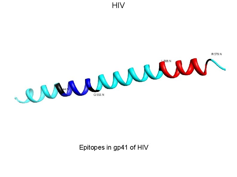 HIV Epitopes in gp 41 of HIV 