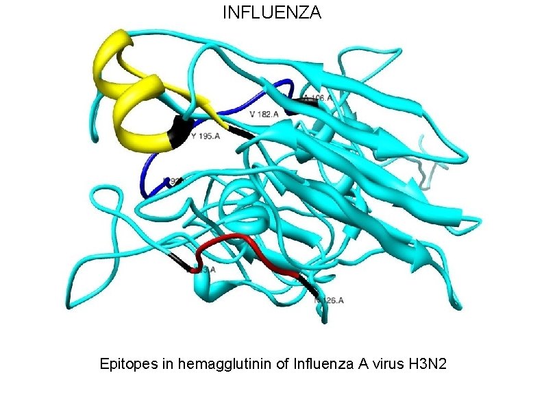 INFLUENZA Epitopes in hemagglutinin of Influenza A virus H 3 N 2 