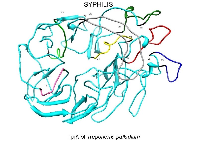 SYPHILIS Tpr. K of Treponema palladium 