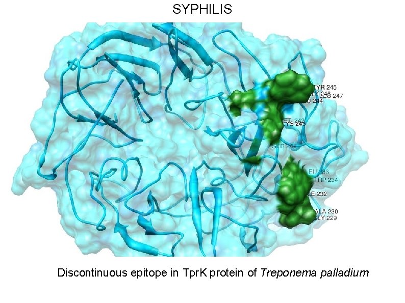 SYPHILIS Discontinuous epitope in Tpr. K protein of Treponema palladium 