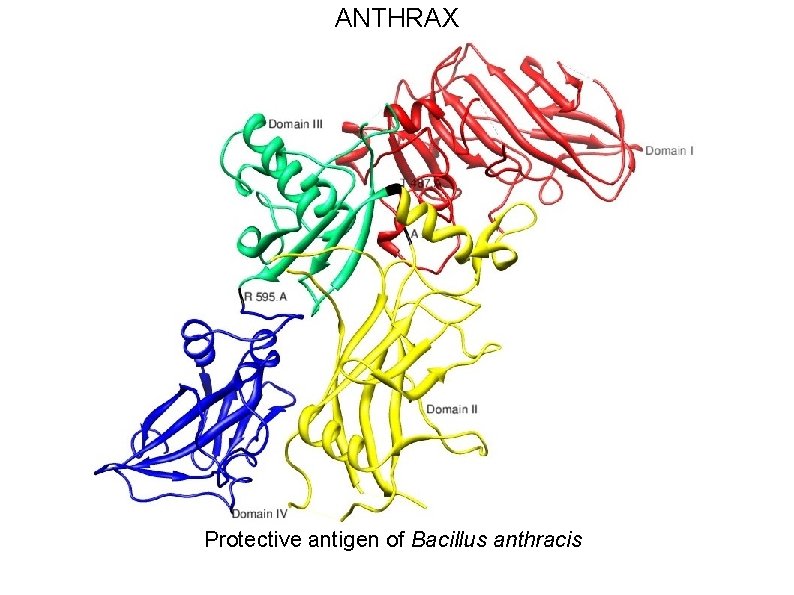 ANTHRAX Protective antigen of Bacillus anthracis 