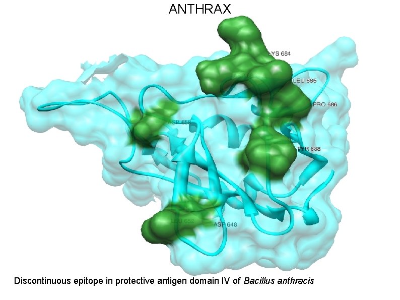 ANTHRAX Discontinuous epitope in protective antigen domain IV of Bacillus anthracis 