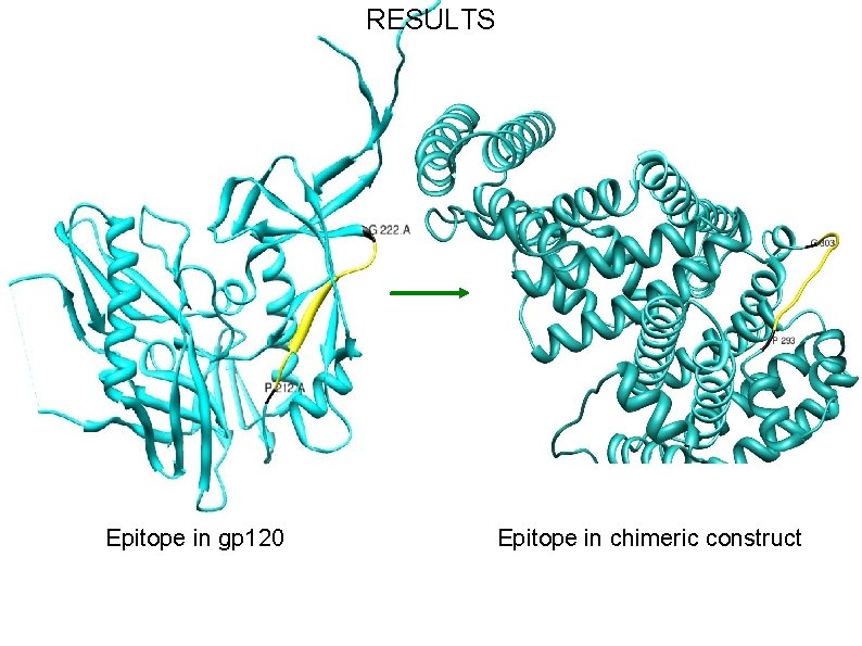 RESULTS Epitope in gp 120 Epitope in chimeric construct 