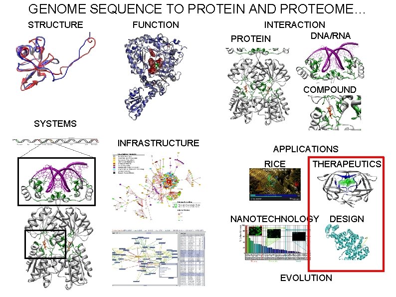 GENOME SEQUENCE TO PROTEIN AND PROTEOME… STRUCTURE FUNCTION INTERACTION DNA/RNA PROTEIN COMPOUND SYSTEMS INFRASTRUCTURE
