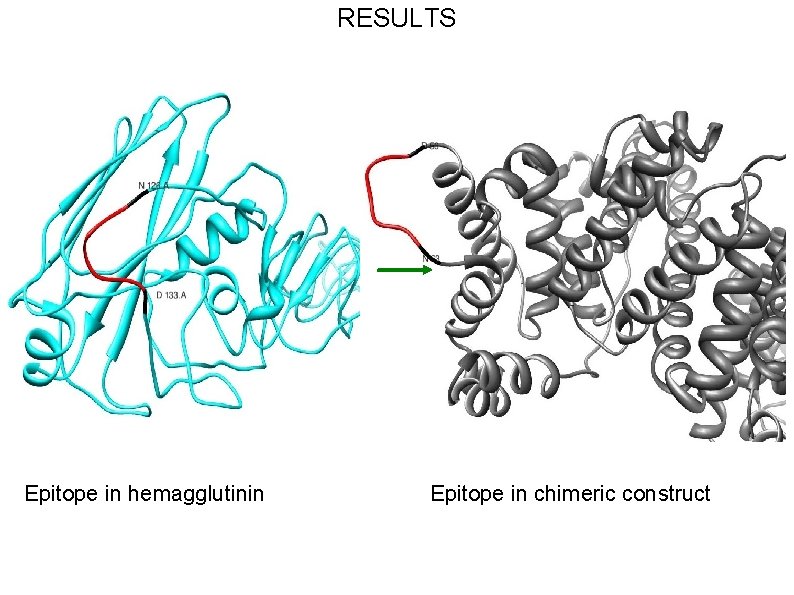 RESULTS Epitope in hemagglutinin Epitope in chimeric construct 