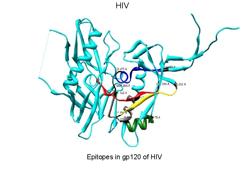 HIV Epitopes in gp 120 of HIV 
