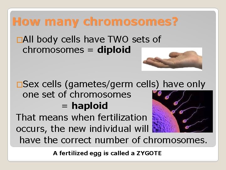 How many chromosomes? �All body cells have TWO sets of chromosomes = diploid �Sex