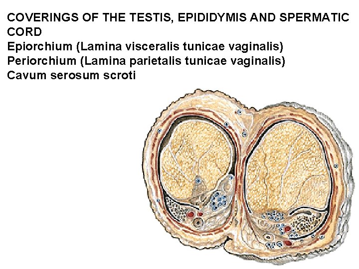 COVERINGS OF THE TESTIS, EPIDIDYMIS AND SPERMATIC CORD Epiorchium (Lamina visceralis tunicae vaginalis) Periorchium