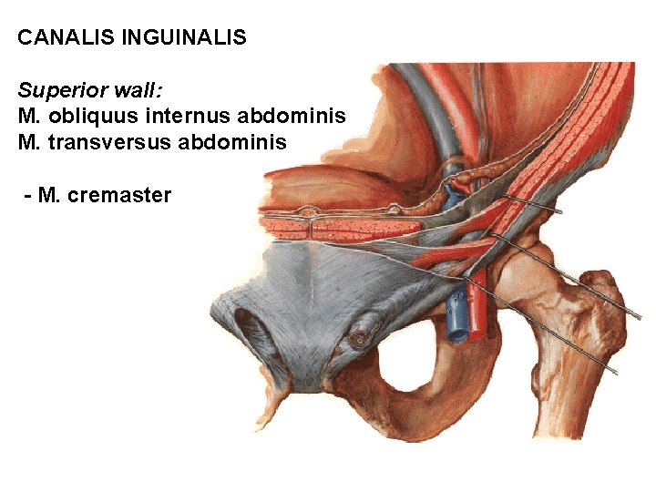 CANALIS INGUINALIS Superior wall: M. obliquus internus abdominis M. transversus abdominis - M. cremaster CANALIS INGUINALIS Superior wall: M. obliquus internus abdominis M. transversus abdominis - M. cremaster