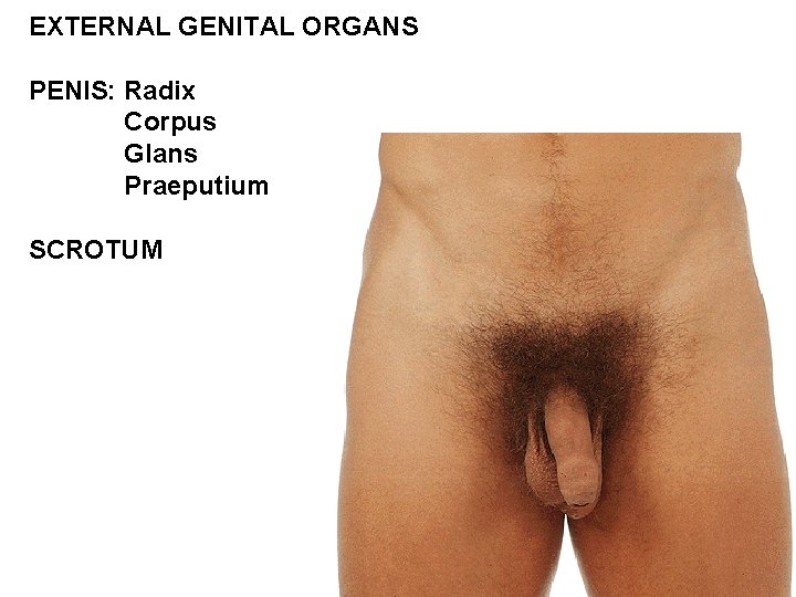 EXTERNAL GENITAL ORGANS PENIS: Radix Corpus Glans Praeputium SCROTUM 