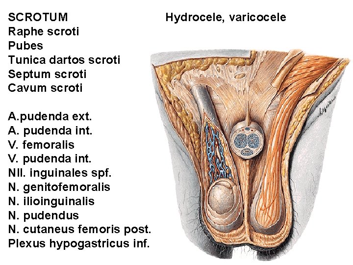 SCROTUM Raphe scroti Pubes Tunica dartos scroti Septum scroti Cavum scroti A. pudenda ext.