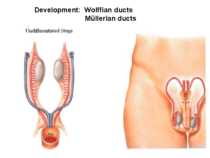 Development: Wolffian ducts Müllerian ducts 