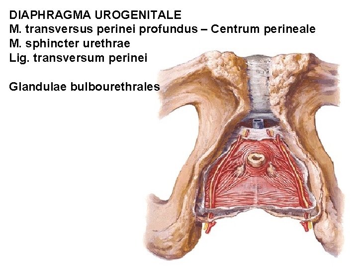 DIAPHRAGMA UROGENITALE M. transversus perinei profundus – Centrum perineale M. sphincter urethrae Lig. transversum