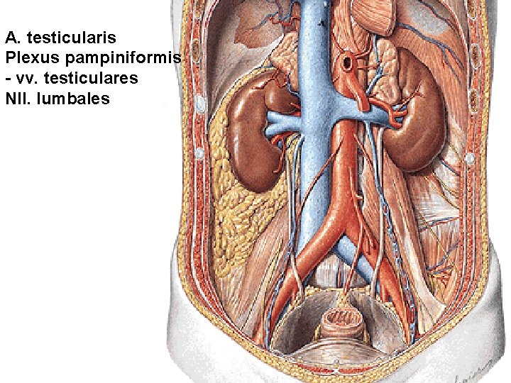 A. testicularis Plexus pampiniformis - vv. testiculares Nll. lumbales 