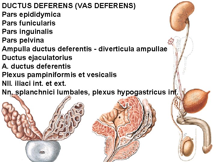 DUCTUS DEFERENS (VAS DEFERENS) Pars epididymica Pars funicularis Pars inguinalis Pars pelvina Ampulla ductus