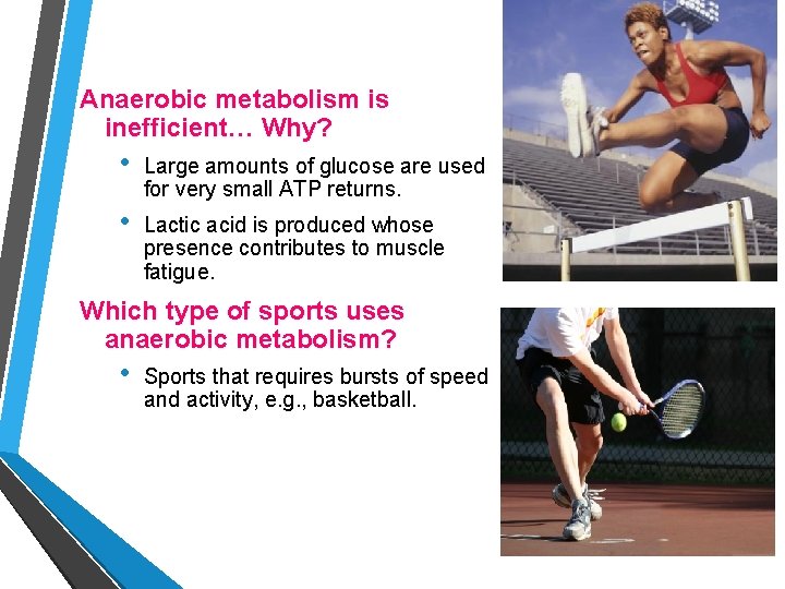 Anaerobic metabolism is inefficient… Why? • Large amounts of glucose are used for very