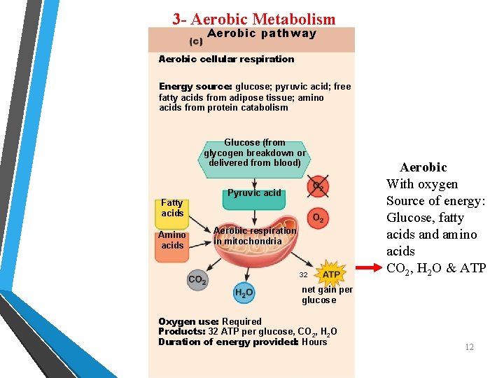 3 - Aerobic Metabolism Aerobic pathway Aerobic cellular respiration Energy source: glucose; pyruvic acid;