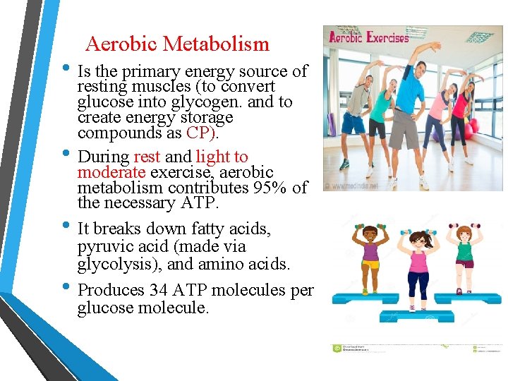 Aerobic Metabolism • Is the primary energy source of • • • resting muscles