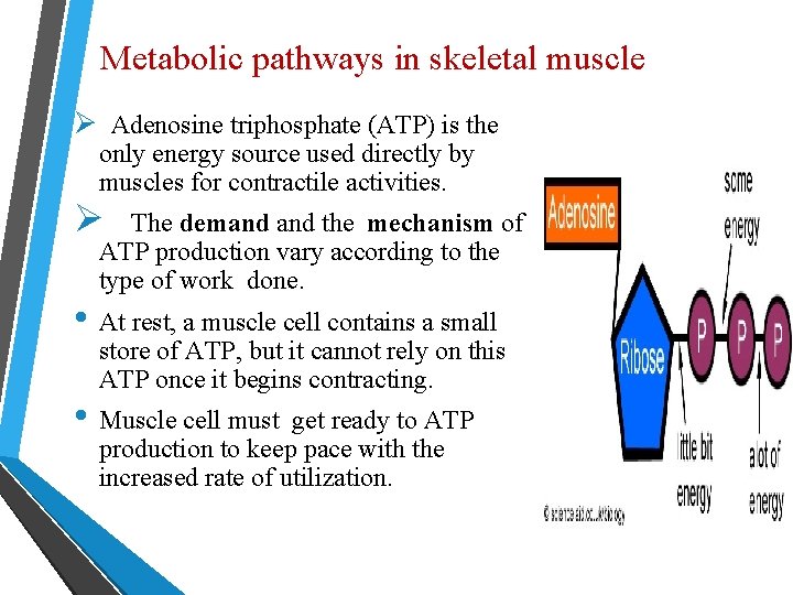 Metabolic pathways in skeletal muscle Ø Adenosine triphosphate (ATP) is the only energy source