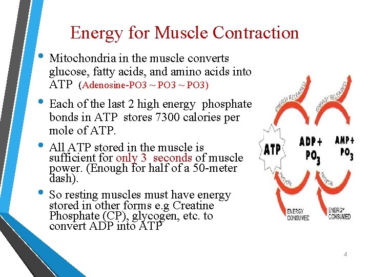 Energy for Muscle Contraction • Mitochondria in the muscle converts glucose, fatty acids, and