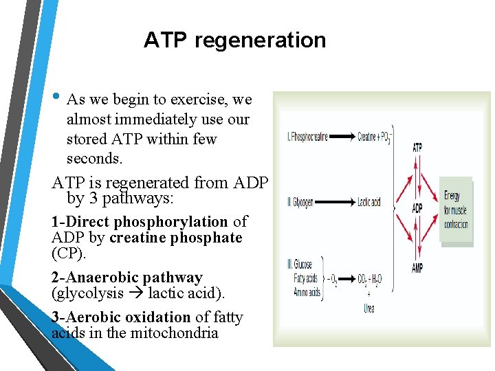 ATP regeneration • As we begin to exercise, we almost immediately use our stored