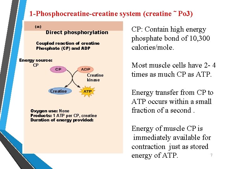 1 -Phosphocreatine-creatine system (creatine ˜ Po 3) Direct phosphorylation Coupled reaction of creatine Phosphate