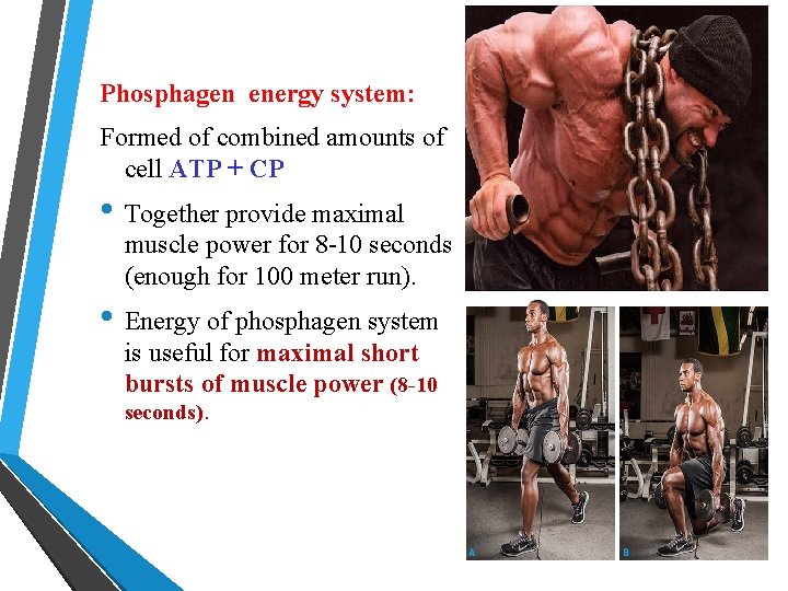 Phosphagen energy system: Formed of combined amounts of cell ATP + CP • Together