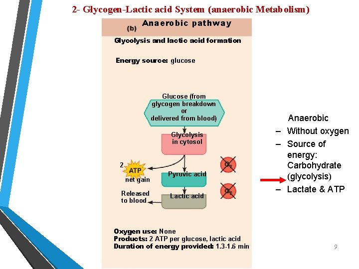 2 - Glycogen-Lactic acid System (anaerobic Metabolism) Anaerobic pathway Glycolysis and lactic acid formation