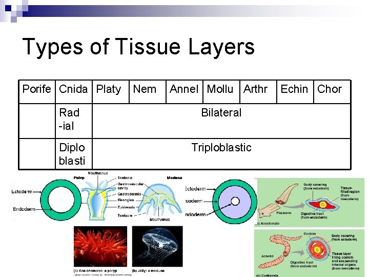 Types of Tissue Layers Porife Cnida Platy Nem Annel Mollu Arthr Rad -ial Bilateral