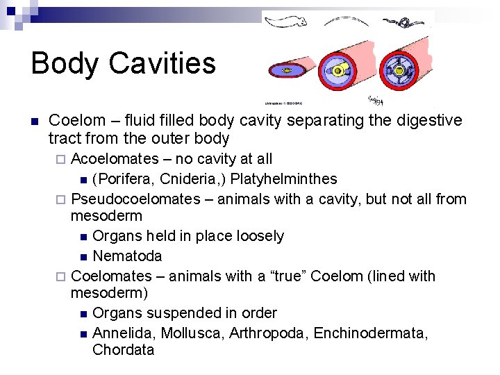 Body Cavities n Coelom – fluid filled body cavity separating the digestive tract from