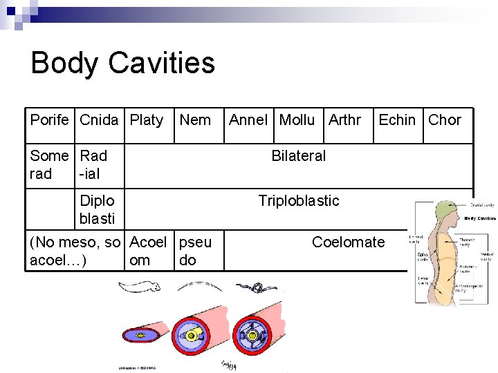 Body Cavities Porife Cnida Platy Nem Some Rad rad -ial Diplo blasti (No meso,