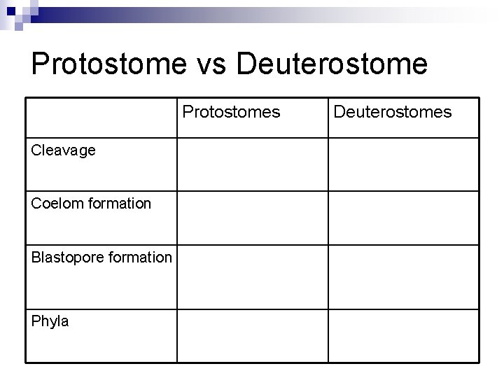 Protostome vs Deuterostome Protostomes Cleavage Coelom formation Blastopore formation Phyla Deuterostomes 