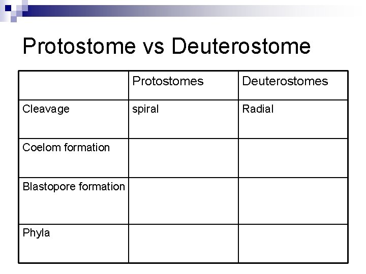 Protostome vs Deuterostome Cleavage Coelom formation Blastopore formation Phyla Protostomes Deuterostomes spiral Radial 