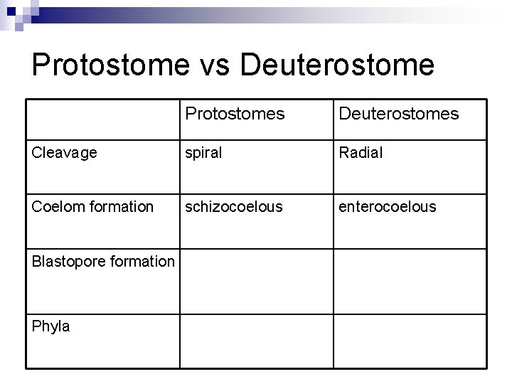 Protostome vs Deuterostome Protostomes Deuterostomes Cleavage spiral Radial Coelom formation schizocoelous enterocoelous Blastopore formation