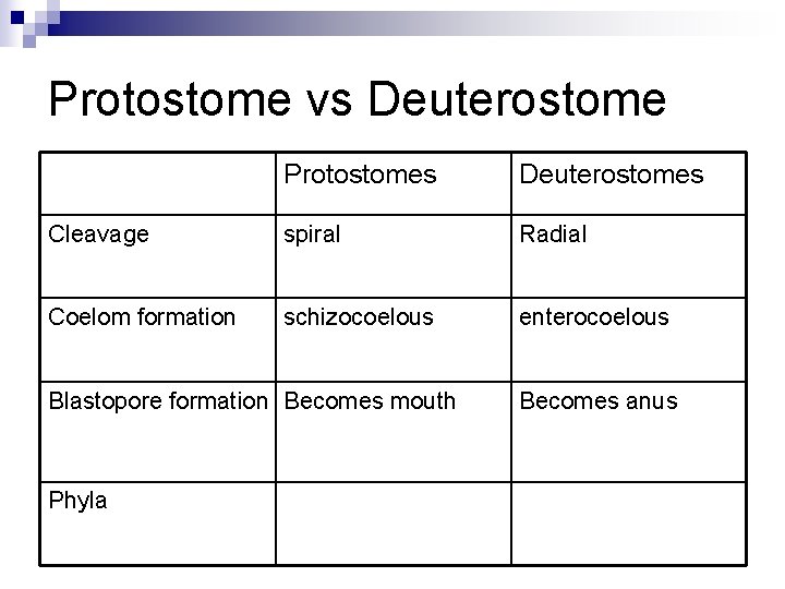 Protostome vs Deuterostome Protostomes Deuterostomes Cleavage spiral Radial Coelom formation schizocoelous enterocoelous Blastopore formation