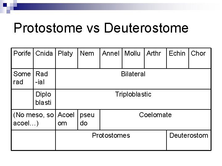 Protostome vs Deuterostome Porife Cnida Platy Nem Some Rad rad -ial Annel Mollu Arthr