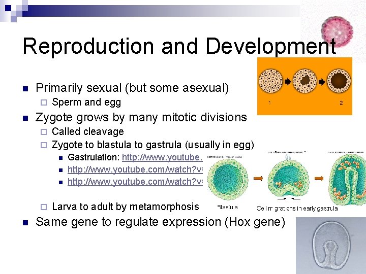 Reproduction and Development n Primarily sexual (but some asexual) ¨ n Sperm and egg