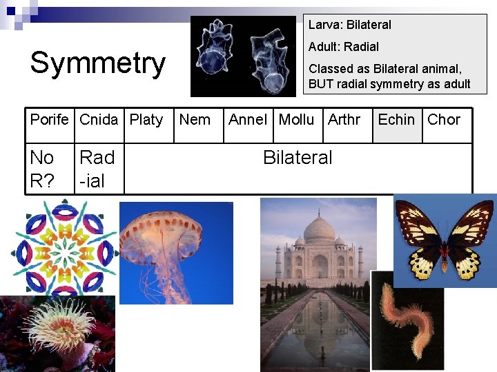 Larva: Bilateral Adult: Radial Symmetry Porife Cnida Platy No R? Rad -ial Classed as