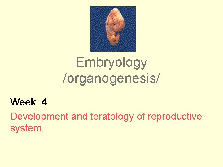 Embryology /organogenesis/ Week 4 Development and teratology of reproductive system. 