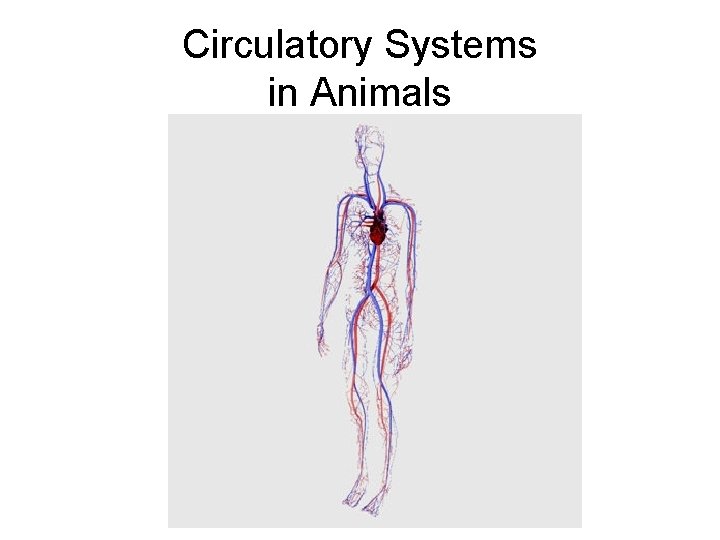 Circulatory Systems in Animals 