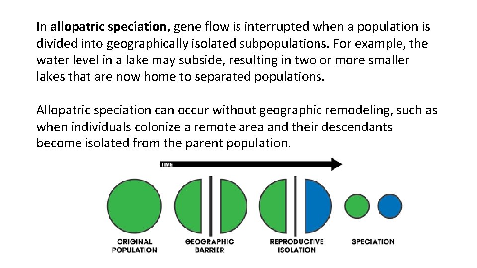 In allopatric speciation, gene flow is interrupted when a population is divided into geographically