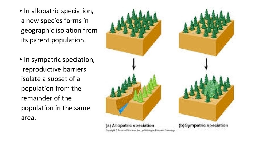  • In allopatric speciation, a new species forms in geographic isolation from its