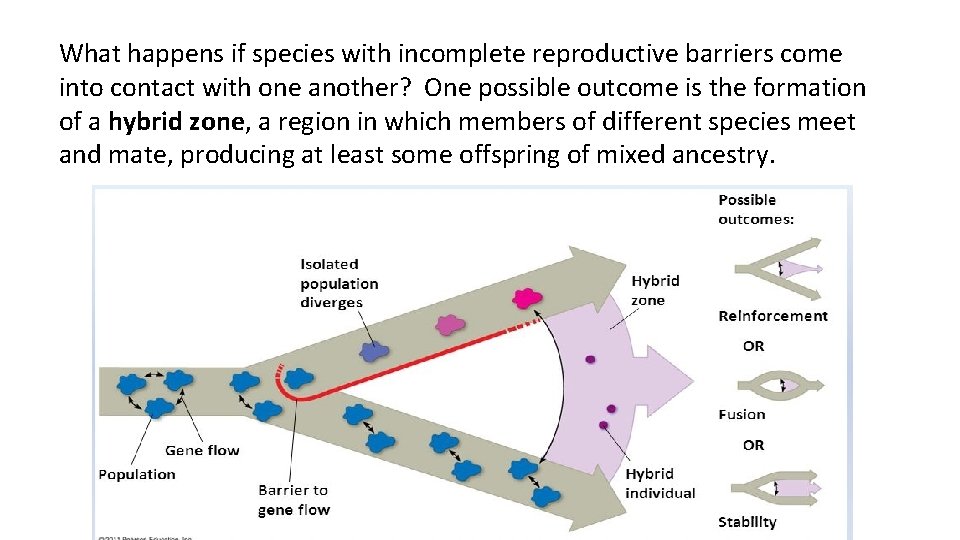What happens if species with incomplete reproductive barriers come into contact with one another?