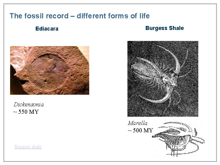 The fossil record – different forms of life Ediacara Burgess Shale Dickensonia ~ 550