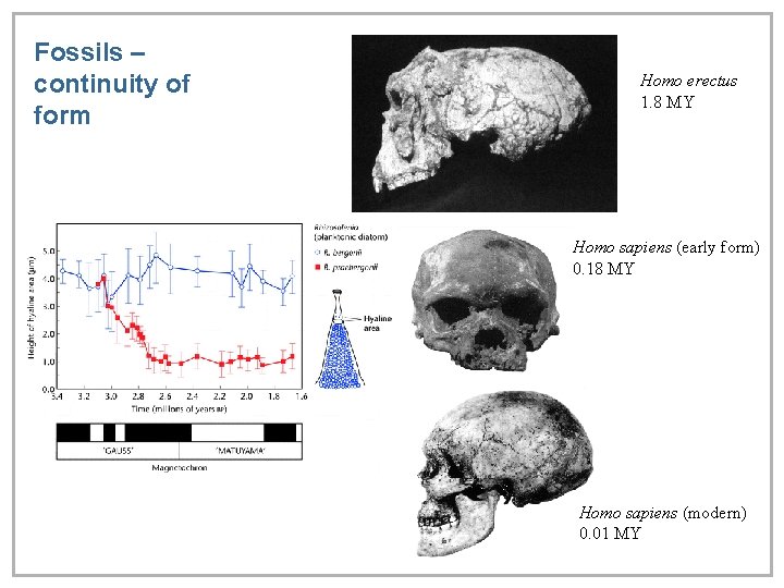 Fossils – continuity of form Homo erectus 1. 8 MY Homo sapiens (early form)