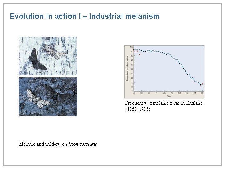 Evolution in action I – Industrial melanism Frequency of melanic form in England (1959