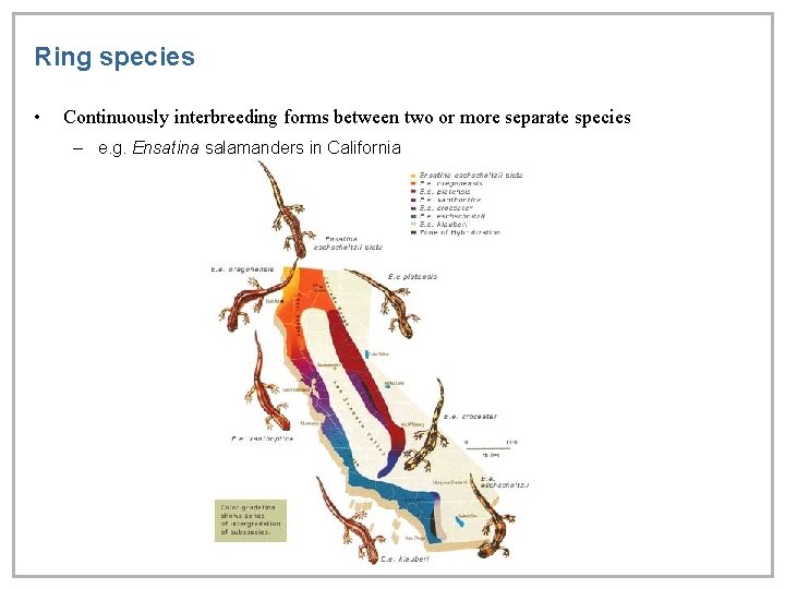 Ring species • Continuously interbreeding forms between two or more separate species – e.